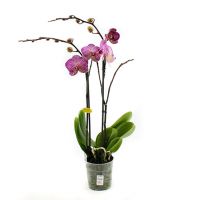 Phalaenopsis Opti-Midi - spotted - afbeelding 1