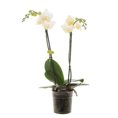 Phalaenopsis Opti-Multi - wit