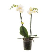 Phalaenopsis Opti-Multi - wit