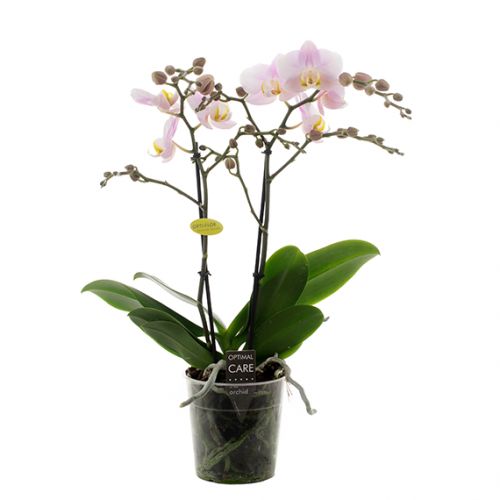 Phalaenopsis Opti-Multi - roze