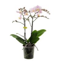 Phalaenopsis Opti-Multi - roze