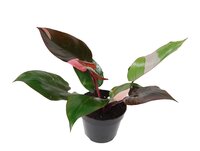 Philodendron Pink Princess