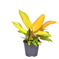 Philodendron Prince of Orange