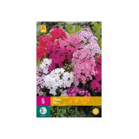 Phlox mix