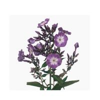 Phlox - diverse kleuren