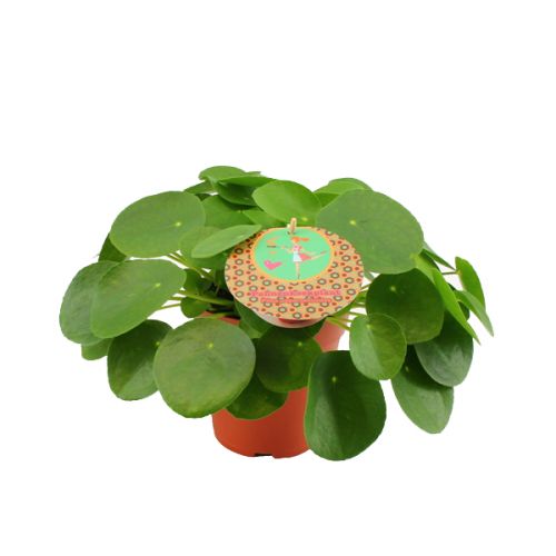 Pilea Peperomioides ⌀15cm