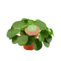 Pilea Peperomioides ⌀15cm