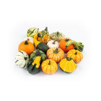 Pompoentjes (mix van 5 stuks)