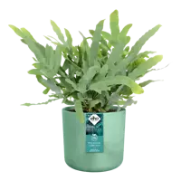 Pot the ocean collection d14cm  pacifisch groen - afbeelding 4