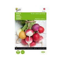 Radijs ronde soorten gemengd - afbeelding 1