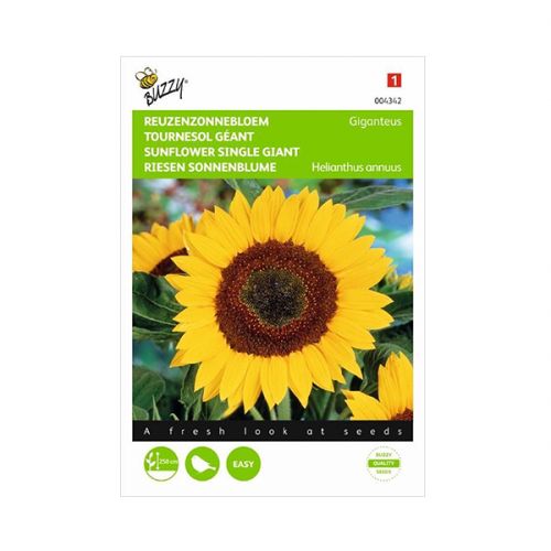 Reuzenzonnebloem Helianthus Giganteus - afbeelding 1