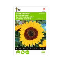 Reuzenzonnebloem Helianthus Giganteus - afbeelding 1