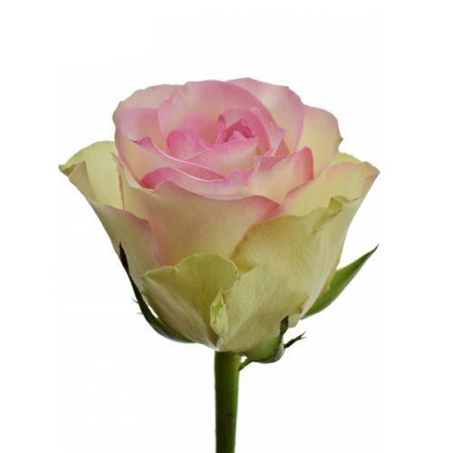 Roze roos