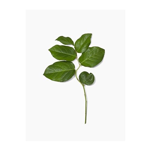 Salal (bos)