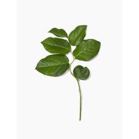 Salal (bos)