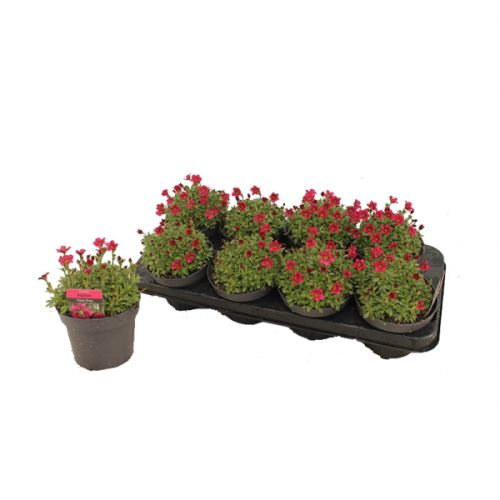 Saxifraga Mix (3 plantjes)