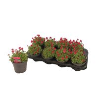 Saxifraga Mix (3 plantjes)