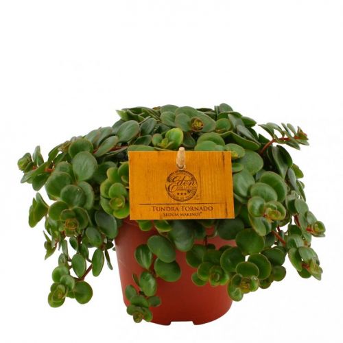 Sedum makinoi Tornado ⌀12cm - afbeelding 1