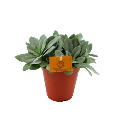 Senecio Cephalophorus ⌀15cm