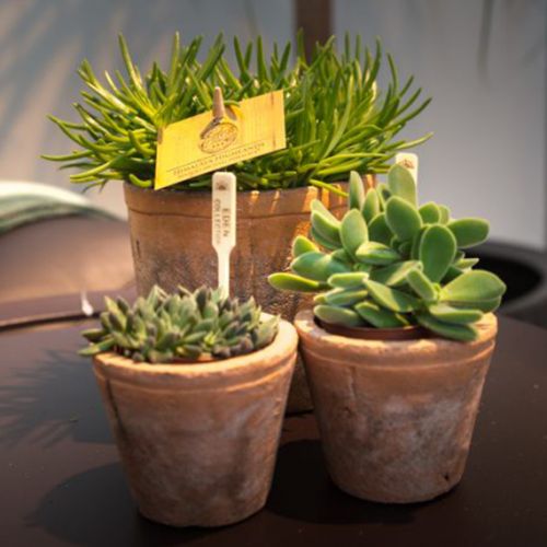 Senecio Himalaya ⌀12cm - afbeelding 3