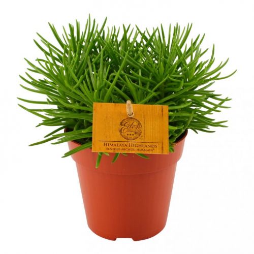 Senecio Himalaya ⌀12cm - afbeelding 1
