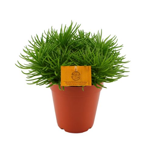Senecio Himalaya ⌀15cm - afbeelding 1