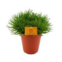 Senecio Himalaya ⌀15cm - afbeelding 1