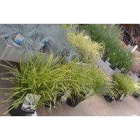 Siergrassen Mix - afbeelding 3