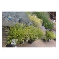 Siergrassen Mix