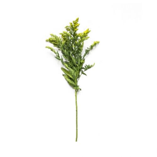 Solidago