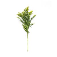 Solidago