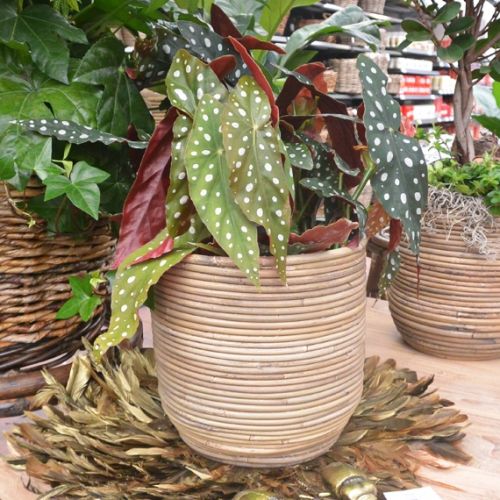 Stippenplant (Begonia maculata) ⌀14cm - afbeelding 2