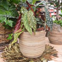 Stippenplant (Begonia maculata) ⌀14cm - afbeelding 2