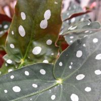 Stippenplant (Begonia maculata) ⌀14cm - afbeelding 3