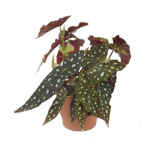 Stippenplant (Begonia maculata) ⌀14cm - afbeelding 1