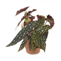 Stippenplant (Begonia maculata) ⌀14cm - afbeelding 1