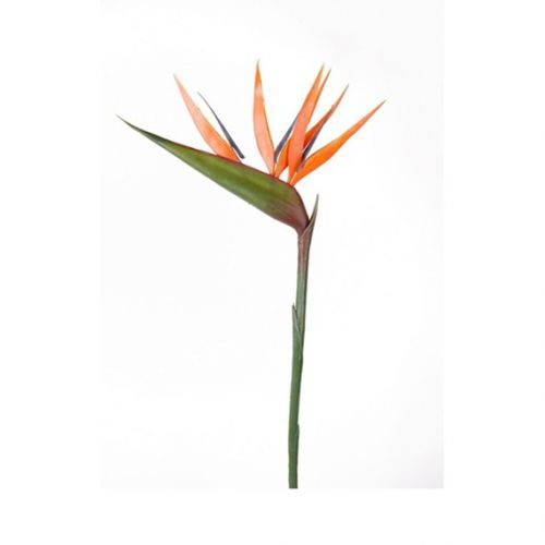 Strelitzia