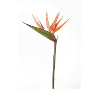 Strelitzia