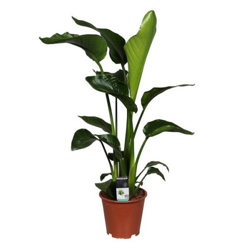 Strelitzia Nicolai ⌀19cm