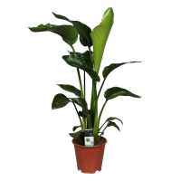 Strelitzia Nicolai ⌀19cm