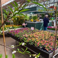 Tuinplanten