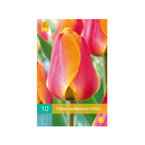 Tulipa Apeldoorn's Elite - afbeelding 1