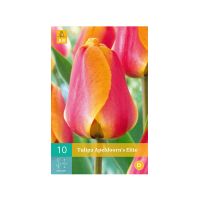 Tulipa Apeldoorn's Elite - afbeelding 1