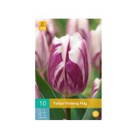 Tulipa Flaming Flag - afbeelding 1