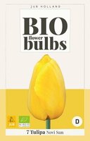 Tulipa novi sun - bio