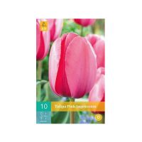 Tulipa Pink Impression - afbeelding 1