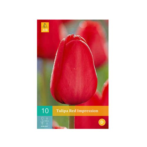 Tulipa Red Impression