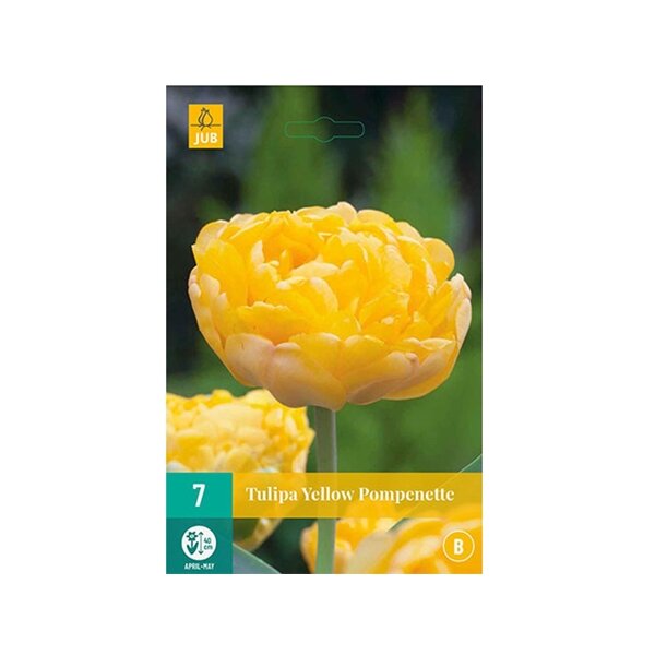 Tulipa Yellow Pompenette - afbeelding 1