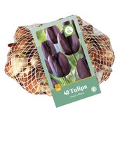 Tulipa zwart 40st