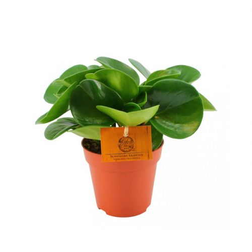 Uit onze Eden Collection ⌀10,5cm - afbeelding 2